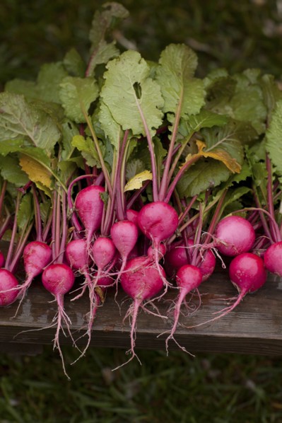 Close up of fresh radishes