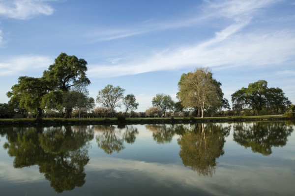 Trees under blue sky reflecting in still lake