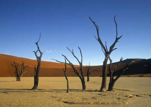 Bare trees in remote desert