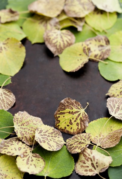 Autumn leaves on surface