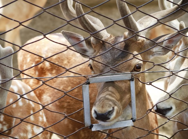 Close up of animal poking nose through feeding hole in fence