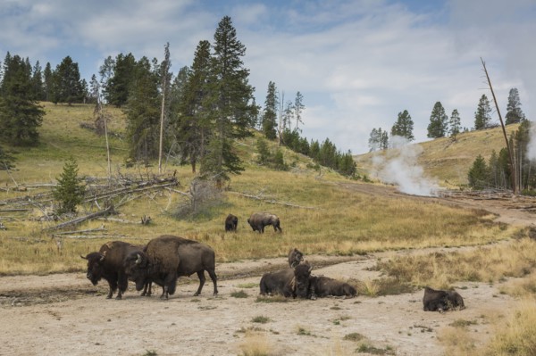 Bison in field near geyser