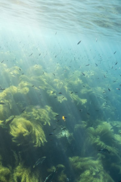 Sunbeams on fish swimming in ocean