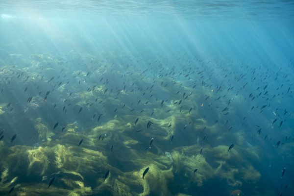 Sunbeams on fish swimming in ocean