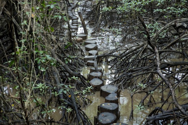 Tree stump path in mangrove