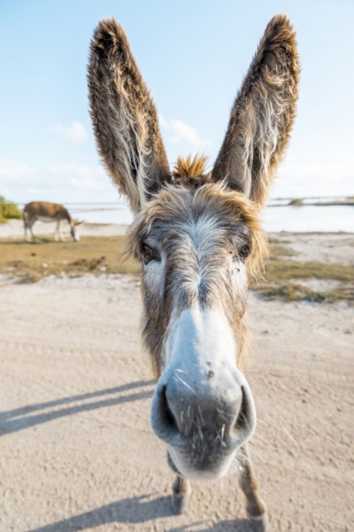 Close up of face of donkey