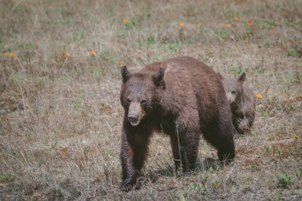 Bears walking in field