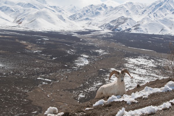 Ram relaxing on snowy mountain