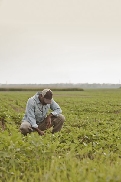 African American farmer looking at crops in field