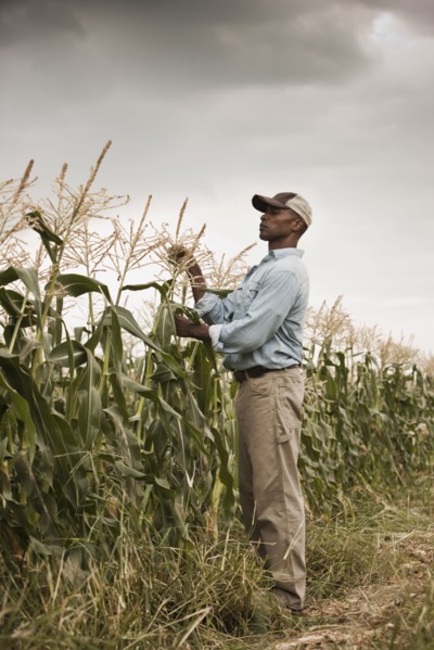 African American farmer tending crops