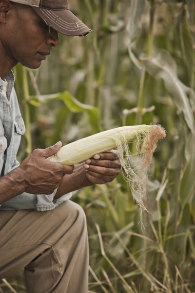African American farmer tending corn crop