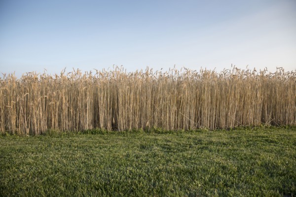 Field of wheat