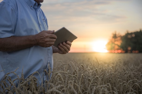 Caucasian man using digital tablet in field of wheat