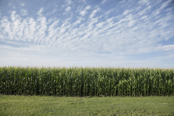 Field of corn