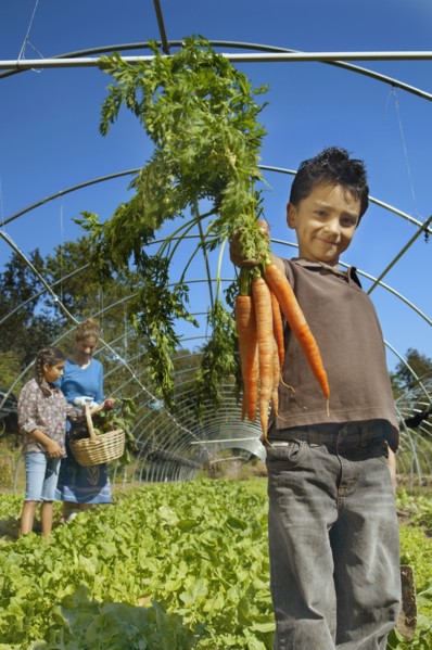 Hispanic boy holding bunch of organic carrots