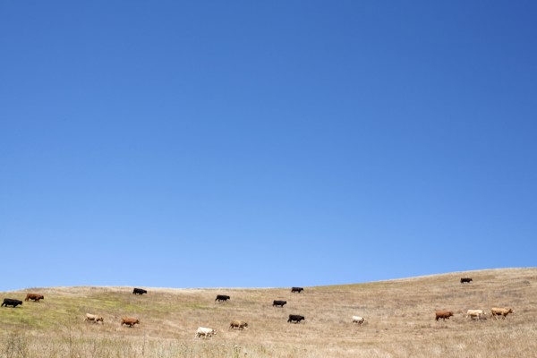 Cows grazing on hillside