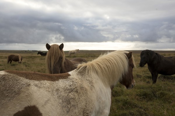 Herd of horses in rural field