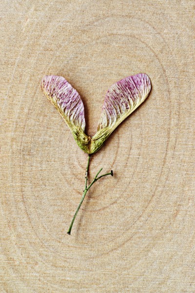 Close up of dried flower on wood rings of maple tree