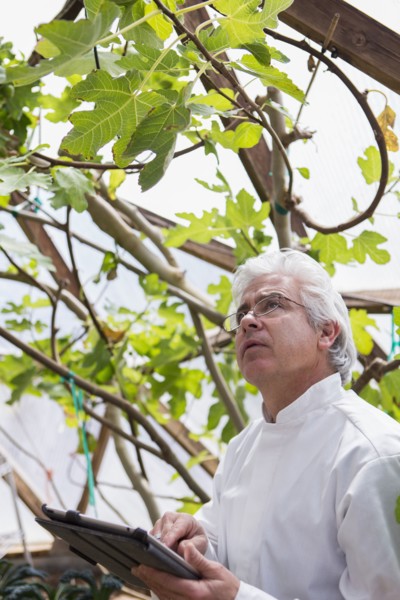 Hispanic scientist examining plants in greenhouse