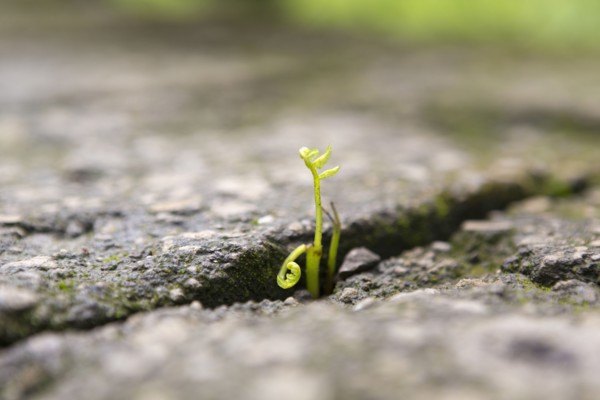 Close up of shoots growing in stone cracks