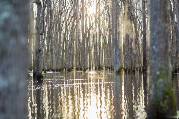 Bare trees in swamp reflecting in still water