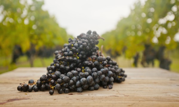 Grapes on table outdoors