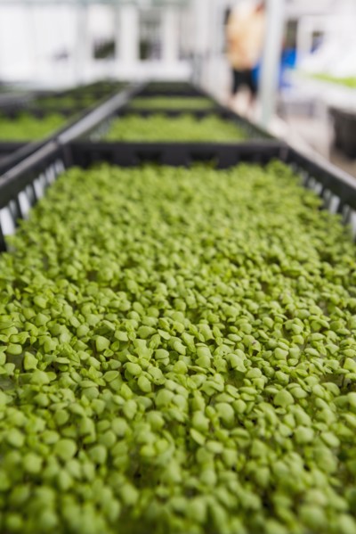 Bins of green plants in greenhouse