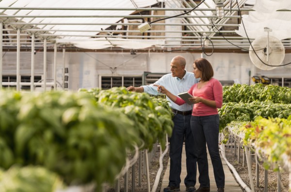 Couple checking green basil plants in greenhouse