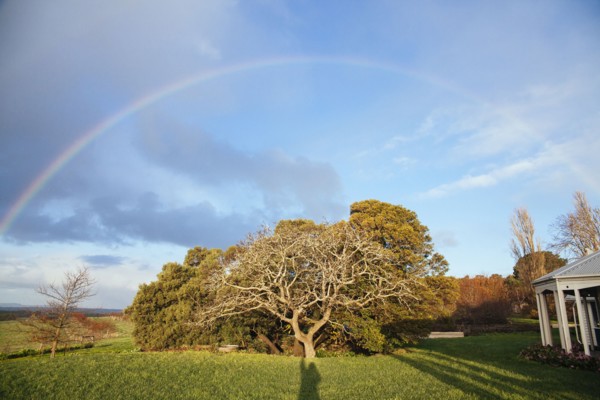 Rainbow over tree in rural backyard