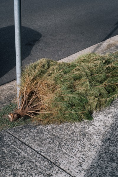 Pine tree laying on sidewalk near pole