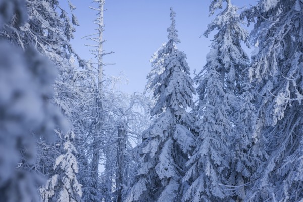 Trees in snowy forest
