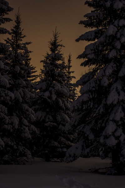 Snowy trees and sunrise sky