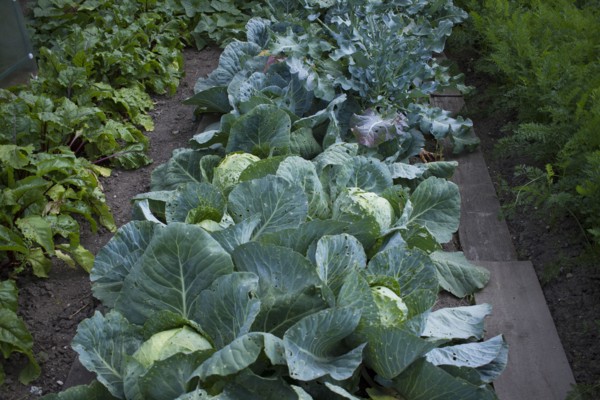 Vegetable garden