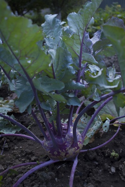 Close up of root vegetable