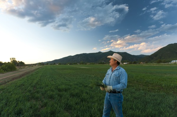 Hispanic man looking at crop