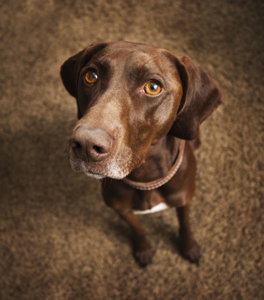 Curious dog sitting on floor