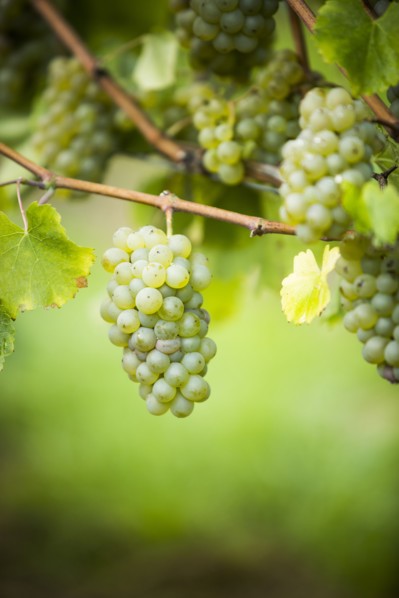 Grapes growing on vine