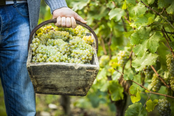 Caucasian farmer carrying grapes in vineyard