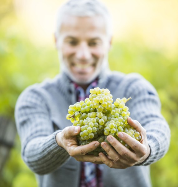 Caucasian farmer holding grapes in vineyard