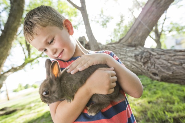 Caucasian boy petting rabbit