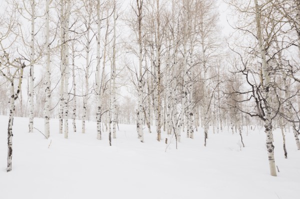 Forest in winter