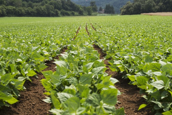 Rows of green plants in farm field