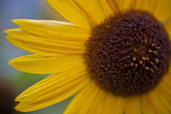 Close up of yellow flower