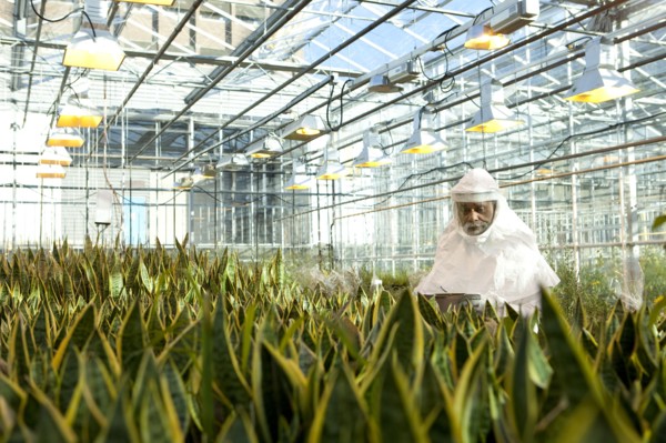Scientist in clean suit working in greenhouse