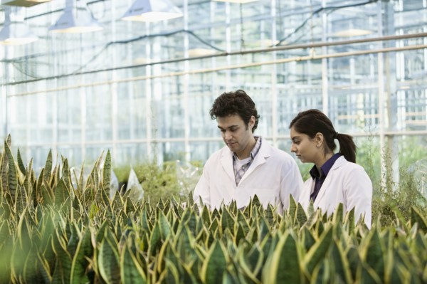 Scientists working in greenhouse