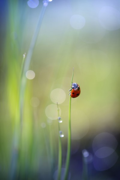Ladybug clinging to blade of grass