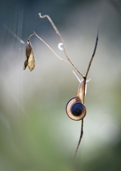 Slug climbing on stick