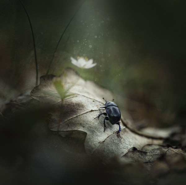 Close up of beetle on leaf