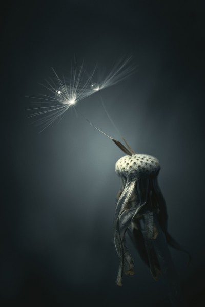 Close up of water droplets on dandelion seeds