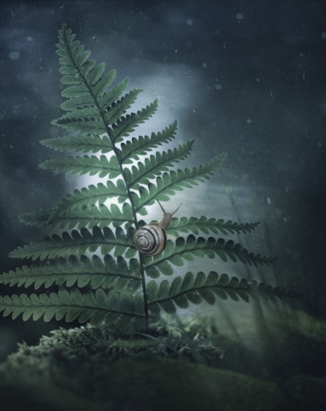 Close up of snail climbing on leaf